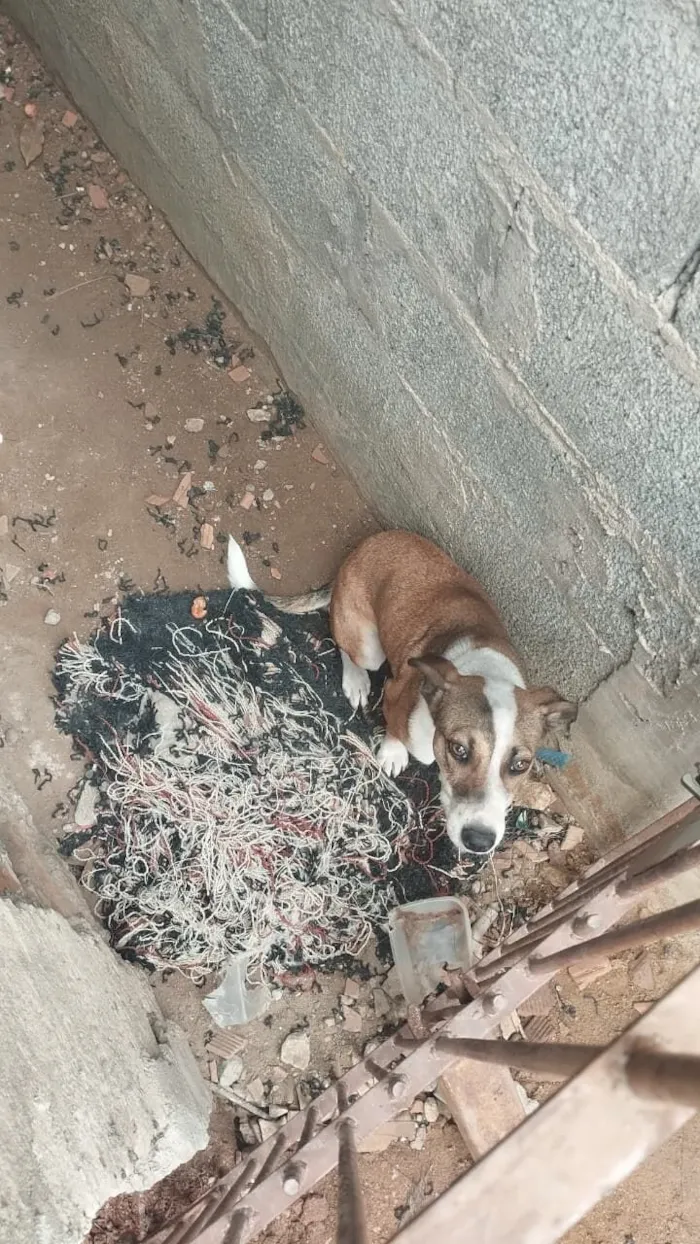 Cachorro raça SRD-ViraLata idade 2 a 6 meses nome Mel