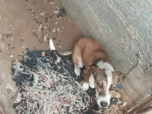 Cachorro raça SRD-ViraLata idade 2 a 6 meses nome Mel
