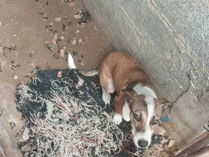 Cachorro raça SRD-ViraLata idade 2 a 6 meses nome Mel