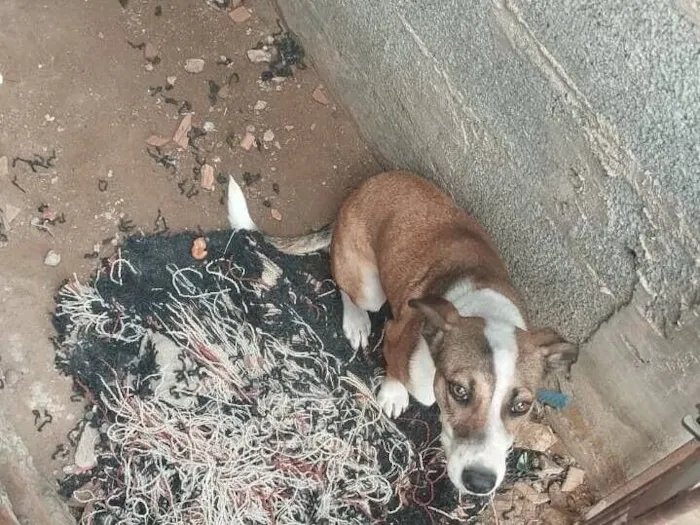 Cachorro raça SRD-ViraLata idade 2 a 6 meses nome Mel