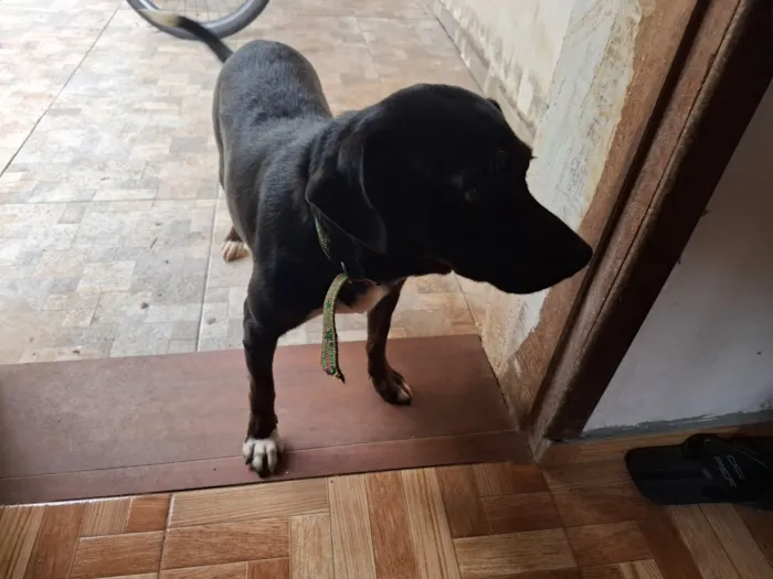 Cachorro raça SRD-ViraLata idade 1 ano nome Bela