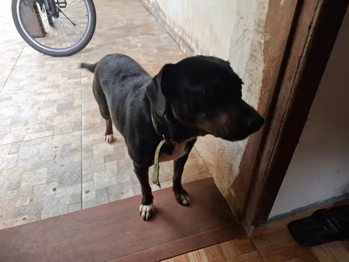 Cachorro raça SRD-ViraLata idade 1 ano nome Bela