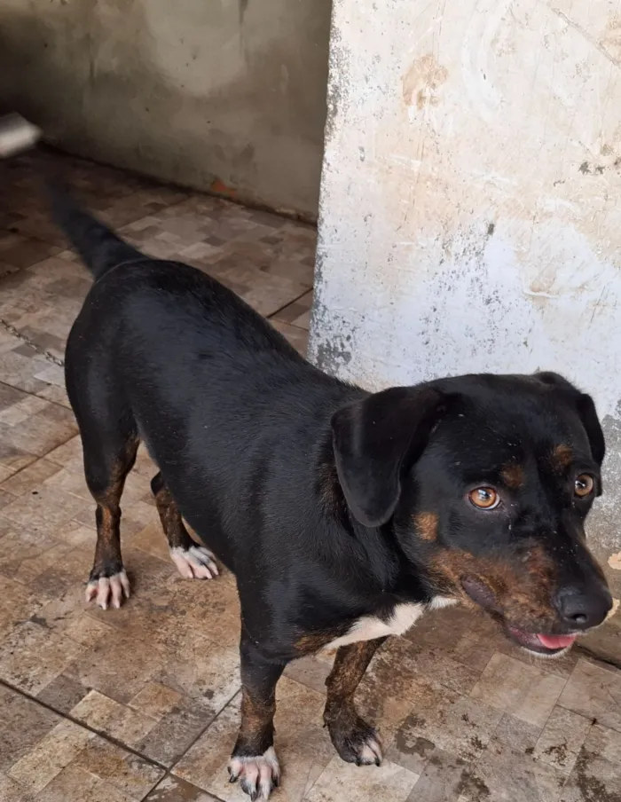 Cachorro raça SRD-ViraLata idade 1 ano nome Bela