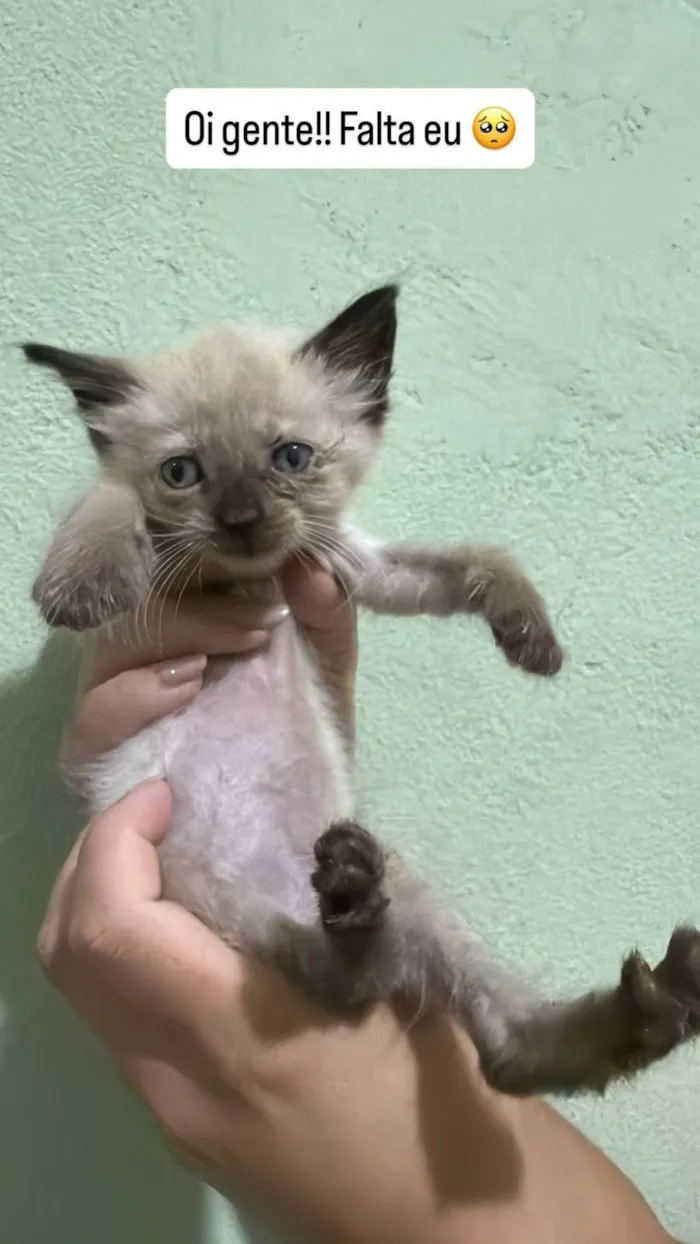 Gato raça SRD-ViraLata idade Abaixo de 2 meses nome 1 Macho