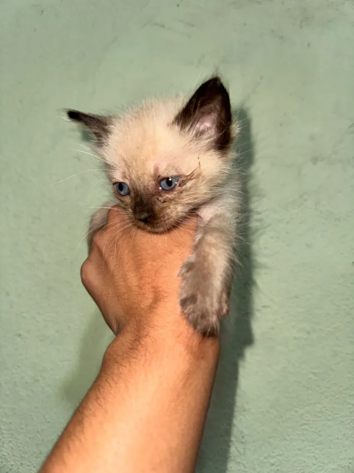 Gato raça SRD-ViraLata idade Abaixo de 2 meses nome 1 Macho