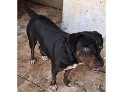 Cachorro raça SRD-ViraLata idade 1 ano nome Bela