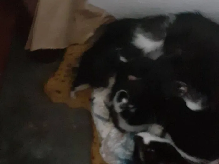 Gato raça SRD-ViraLata idade 2 anos nome pretinha