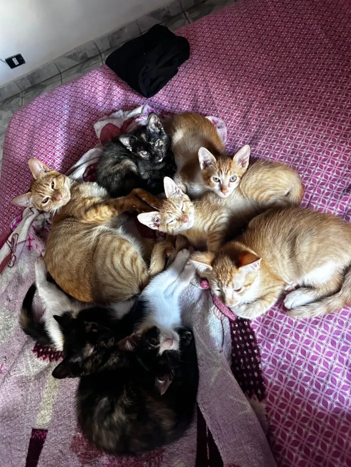 Gato raça SRD-ViraLata idade 2 a 6 meses nome Os filhotes não tem nome ainda 