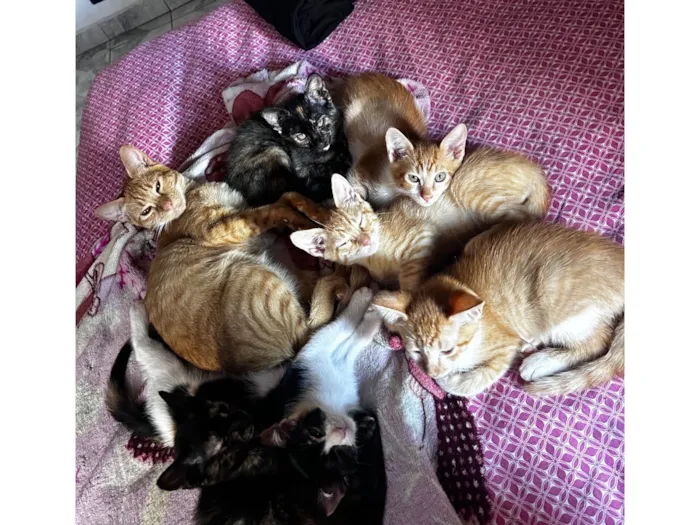 Gato raça SRD-ViraLata idade 2 a 6 meses nome Os filhotes não tem nome ainda 