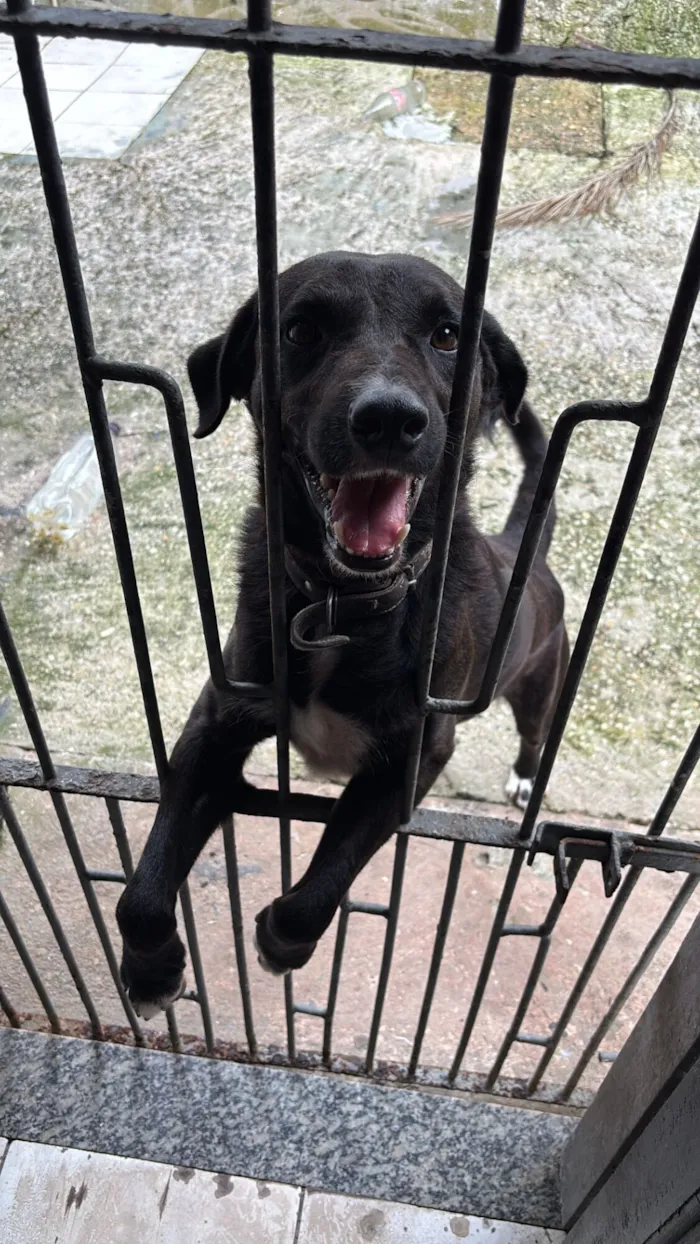 Cachorro raça SRD-ViraLata idade 5 anos nome Bob