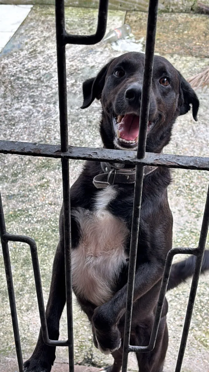 Cachorro raça SRD-ViraLata idade 5 anos nome Bob