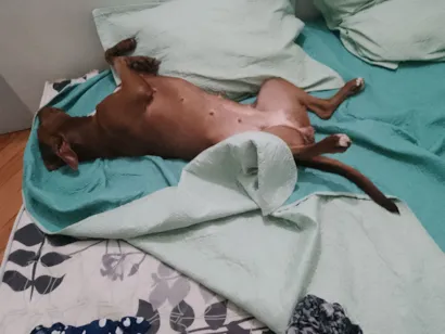 Cachorro raça SRD-ViraLata idade 3 anos nome mel 