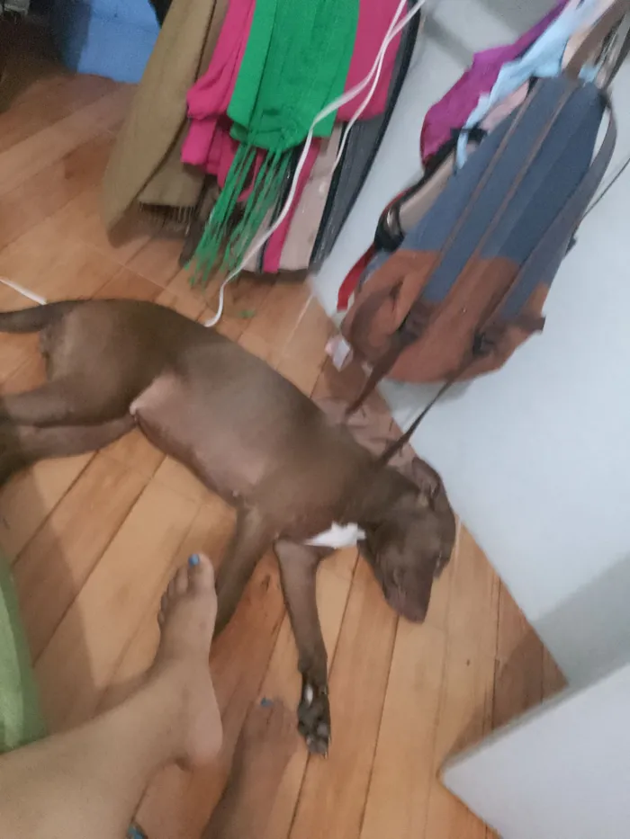 Cachorro raça SRD-ViraLata idade 3 anos nome mel 