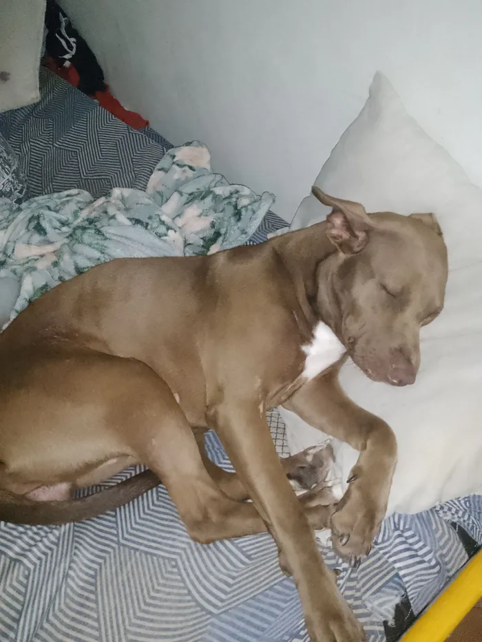 Cachorro raça SRD-ViraLata idade 3 anos nome mel 