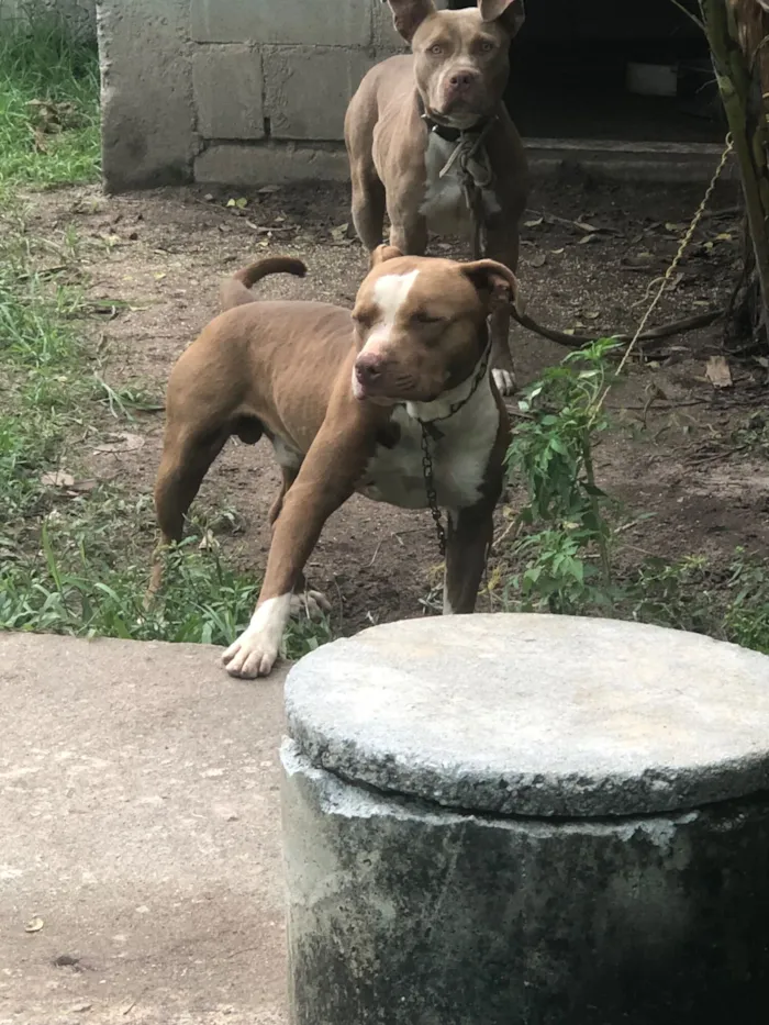 Cachorro raça Pit-Bull idade 2 a 6 meses nome Toh