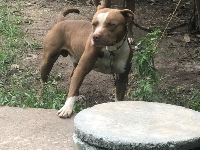 Cachorro raça Pit-Bull idade 2 a 6 meses nome Toh