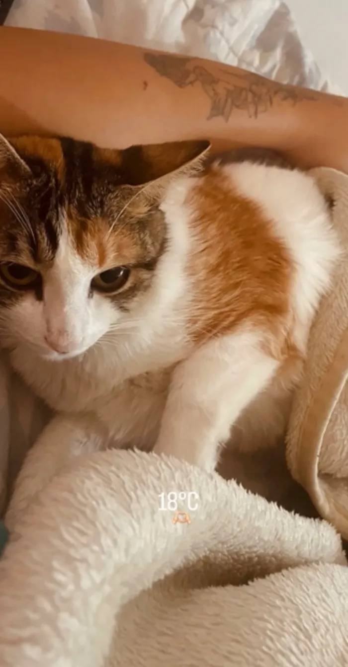 Gato raça SRD-ViraLata idade 2 anos nome Phoebe