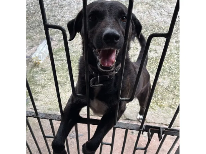 Cachorro raça SRD-ViraLata idade 5 anos nome Bob