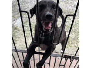 Cachorro raça SRD-ViraLata idade 5 anos nome Bob