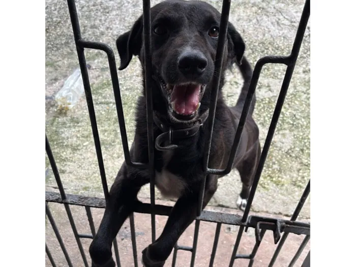 Cachorro raça SRD-ViraLata idade 5 anos nome Bob