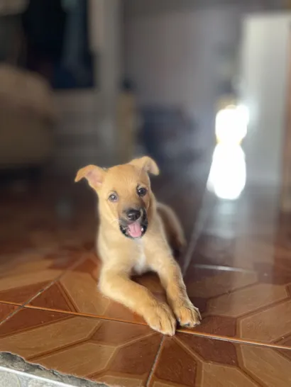 Cachorro raça SRD-ViraLata idade 2 a 6 meses nome luke