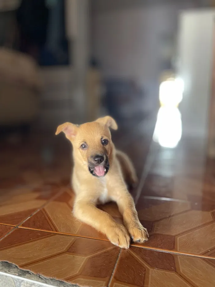 Cachorro raça SRD-ViraLata idade 2 a 6 meses nome luke