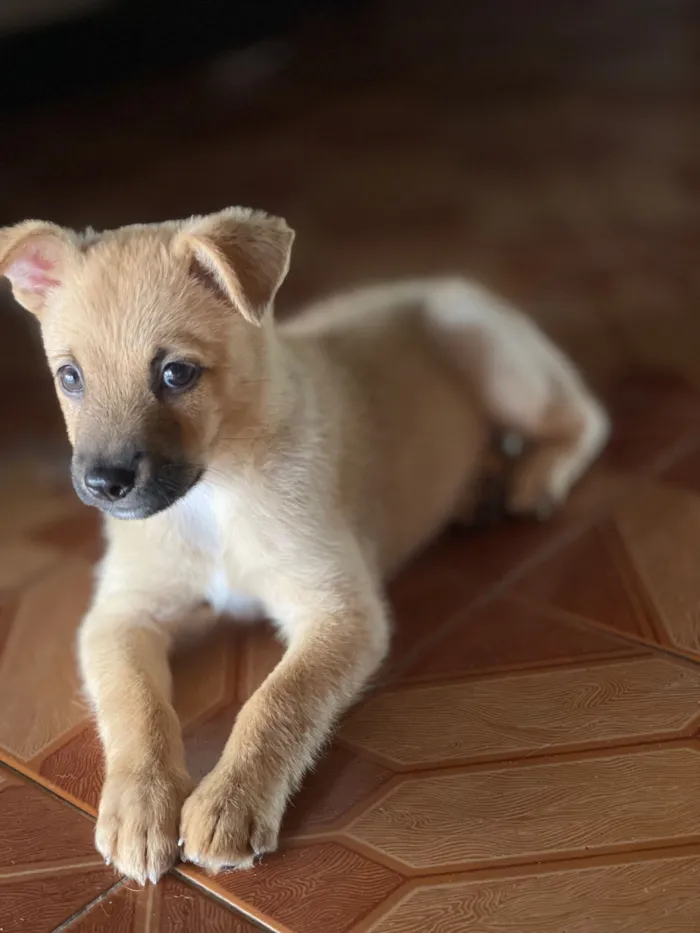 Cachorro raça SRD-ViraLata idade 2 a 6 meses nome luke