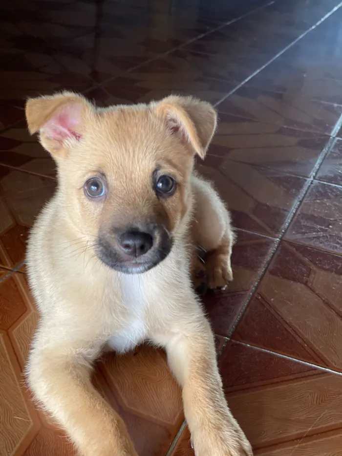 Cachorro raça SRD-ViraLata idade 2 a 6 meses nome luke