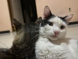 Gato raça SRD-ViraLata idade 2 anos nome Samuel 
