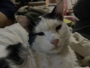 Gato raça SRD-ViraLata idade 2 anos nome Samuel 