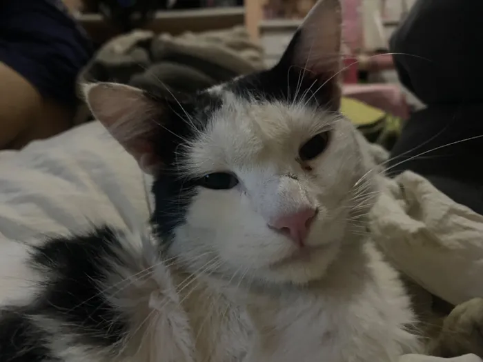 Gato raça SRD-ViraLata idade 2 anos nome Samuel 