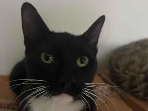 Gato raça SRD-ViraLata idade 1 ano nome Aureliano