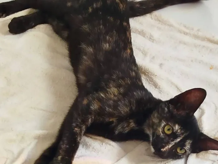 Gato raça SRD-ViraLata idade 2 a 6 meses nome Sem nomes