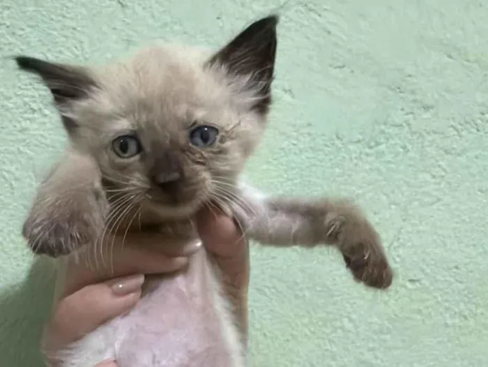 Gato raça SRD-ViraLata idade Abaixo de 2 meses nome 1 Macho