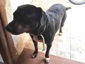 Cachorro raça SRD-ViraLata idade 1 ano nome Bela