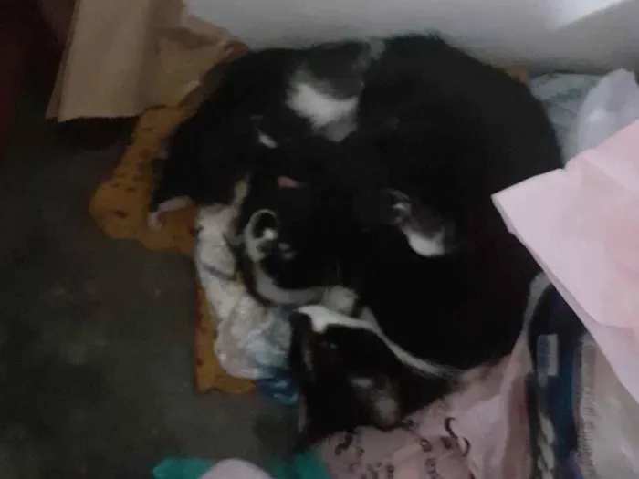 Gato raça SRD-ViraLata idade 2 anos nome pretinha