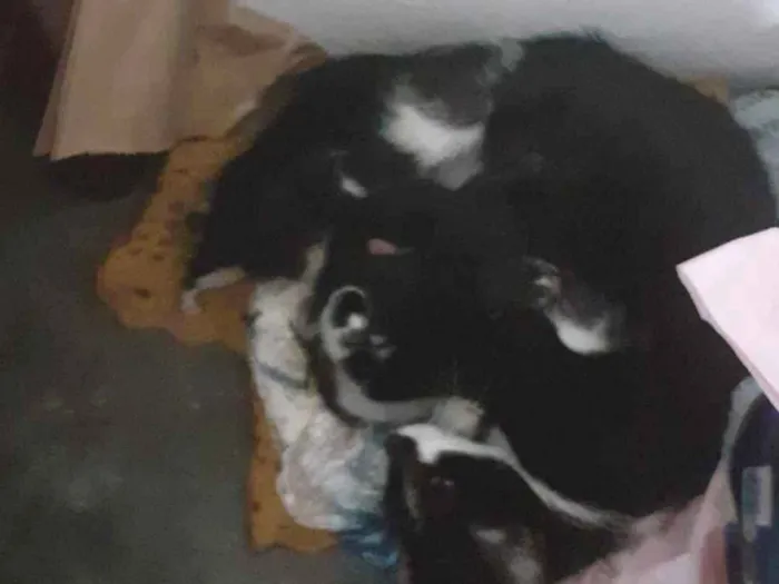 Gato raça SRD-ViraLata idade 2 anos nome pretinha