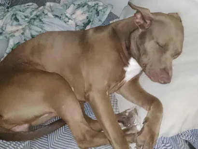 Cachorro raça SRD-ViraLata idade 3 anos nome mel 