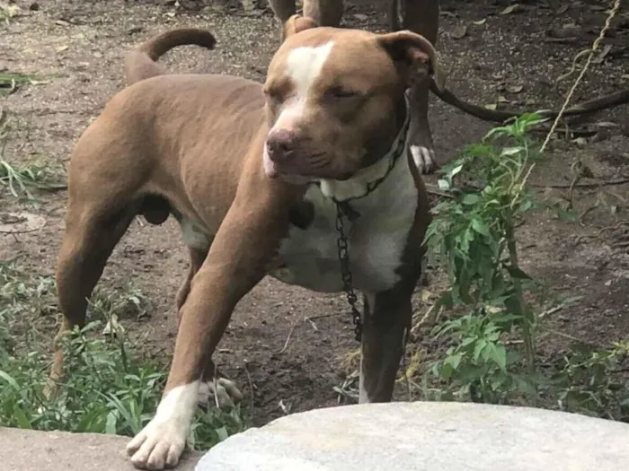 Cachorro raça Pit-Bull idade 2 a 6 meses nome Toh