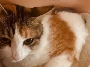 Gato raça SRD-ViraLata idade 2 anos nome Phoebe