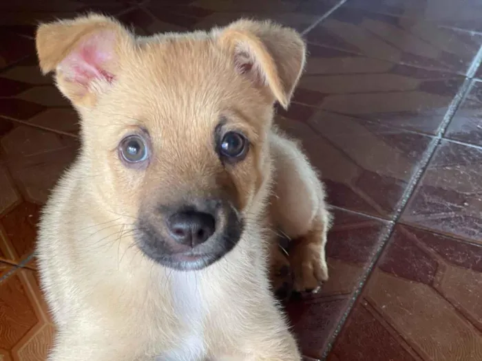 Cachorro raça SRD-ViraLata idade 2 a 6 meses nome luke