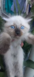 Mimi 