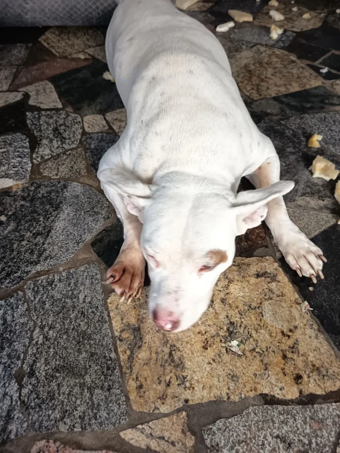 Cachorro raça Pit-Bull idade 4 anos nome Pitty