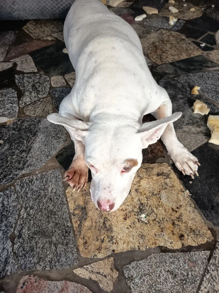 Cachorro raça Pit-Bull idade 4 anos nome Pitty