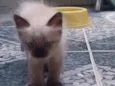 Mimi 