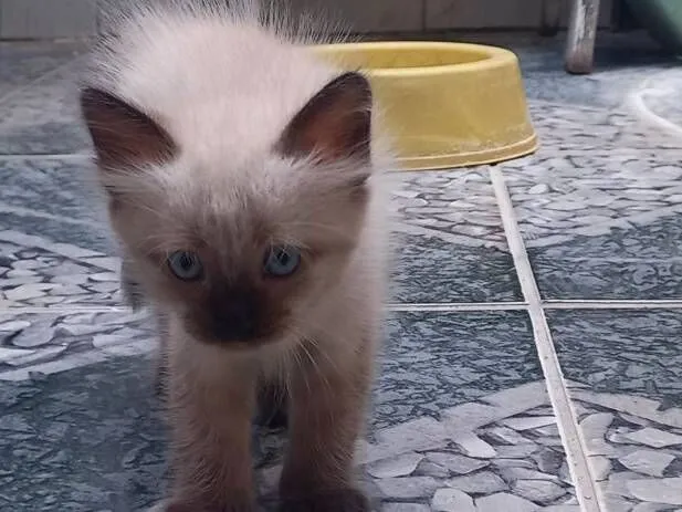 Gato raça Siamês idade Abaixo de 2 meses nome Mimi 