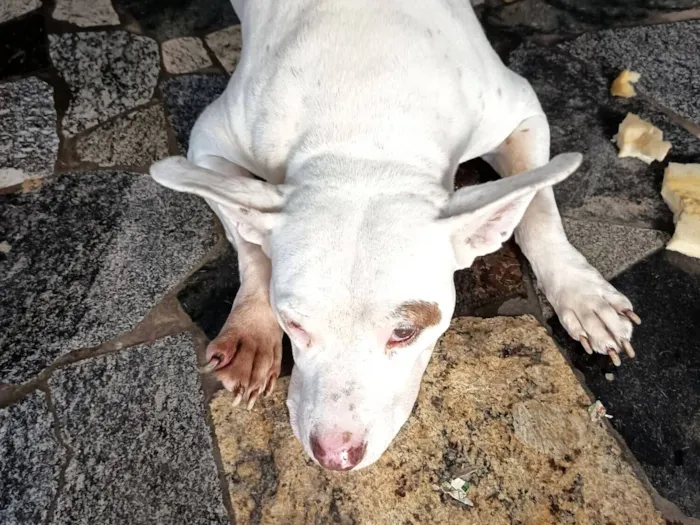 Cachorro raça Pit-Bull idade 4 anos nome Pitty