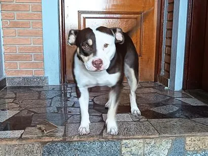 Cachorro raça Pit-Bull idade 1 ano nome Menina