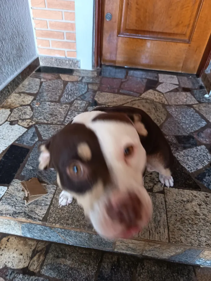 Cachorro raça Pit-Bull idade 1 ano nome Menina