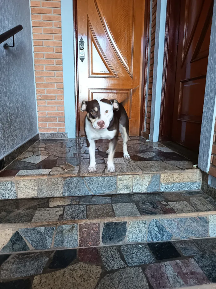 Cachorro raça Pit-Bull idade 1 ano nome Menina